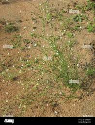 Image result for Limeum fenestratum