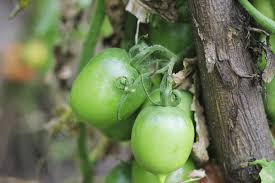 Check spelling or type a new query. Green Tomato Recipes Mother Earth News