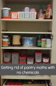 Bugs invaded your food supply? 14 Pantry Moths Ideas Pantry Moths Moth Pantry