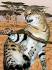 Savannah Cat for Sale | Savannah Kittens Available ...