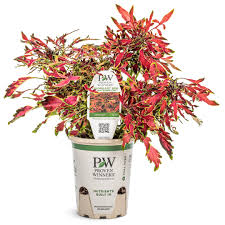 Image result for Coleus meyeri