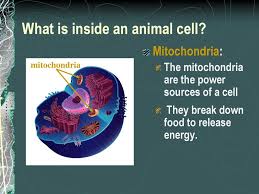 Cells that require a lot of energy, such as muscle cells there are numerous inherited and acquired mitochondrial diseases. Plant And Animal Cells Ppt Download