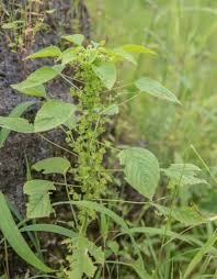 Image result for Acalypha ciliata