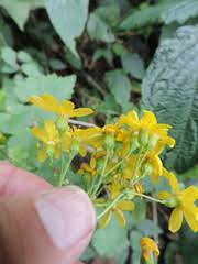 Image result for Cineraria deltoidea