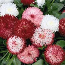 The ecosystem niches for this plant are unknown. English Daisy Seeds Bellis Perennial Flower Seeds