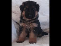 Wustegarten German Shepherds Dog Breeders Apple Valley Ca Dog Breeder German Shepherd Dogs Canine