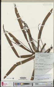 Image result for Diaphananthe vesicata