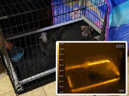 So if you are looking for whelping box ideas for your dog, you are at the right place ultimately. Heated Whelping Box Love My Pups