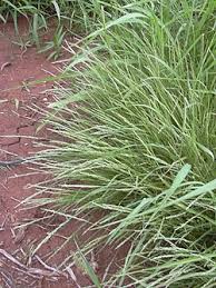 Image result for Panicum carneovaginatum