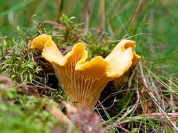 Identifying Wild Mushrooms How To Identify Edible