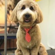 History and original purpose of the cockapoo. 7 Best Cockapoo Breeders In Illinois 2021 We Love Doodles