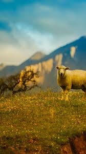 Free Nature Sheep Mountain Grass New Zealand Landscape Desktop Wallpaper Free Iphone Mobile New Zealand Landscape Desktop Background Images Animal Wallpaper Stars in new zealand 4k hd nature. new zealand landscape desktop wallpaper