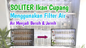 Ikan cupang (betta sp.) adalah ikan air tawar dari daerah tropis. Soliter Tempat Ikan Cupang Menggunakan Filter Air Tanpa Ganti Air Air Tetap Bersih Youtube