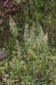 Image result for Anthoxanthum