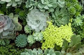 Soil requirements for succulents planted in the ground are less strict than those for container plantings. How To Propagate Succulents In 4 Simple Steps