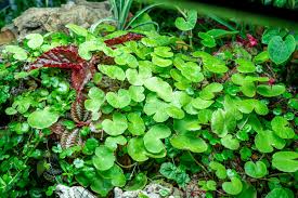 Image result for Hydrocotyle