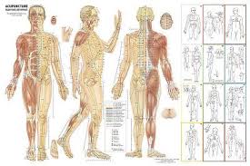 Acupuncture Chart 36 X 24