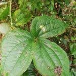 Image result for Dioscorea dumetorum