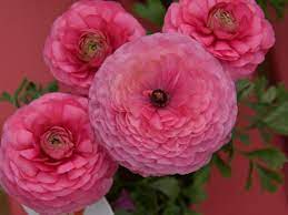 Tips On Growing Ranunculus Flowers Gardening Blooming Secrets