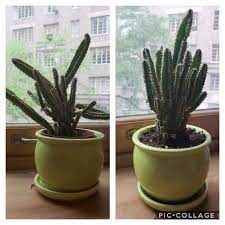 Find out how to boost your stock of succulents and cactus plants by propagating from leaf and stem cuttings. Repotted My Fairy Castle Cactus The Difference Between The Two Photos Is Just 5 Days Cactus