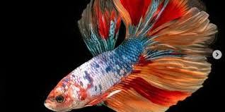 5 Cara Merawat Ikan Cupang Agar Tidak Mudah Mati Gampang Dilakukan Merdeka Com