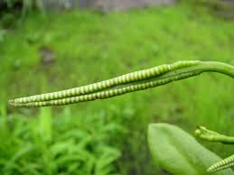 Image result for Ophioglossum gomezianum