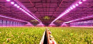 A greenhouse warms up because the heat energy can't escape through the glass or plastic exterior. Led Lamp Highly Efficient Tool For Heating A Greenhouse Agrokompleks Vistavka Efektivnih Tehnologij Dlya Agrobiznesu
