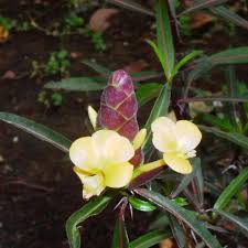 Image result for Barleria spinulosa