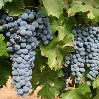 Spațiile în care are loc fermentarea mustului trebuie să fie aerisite. Cum Se Face Vinul Rosu De CasÄ Paradis Verde