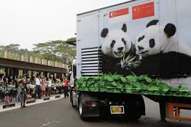 Its gender is yet to be determined, but you can bet … Chinese Pandas Arrive In Singapore Wsj