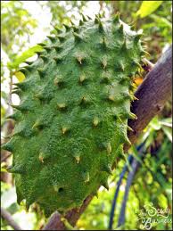 Image result for Annona muricata