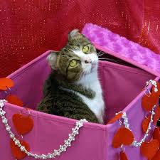 Since we were founded in 1977, our goal has been to find homes for homeless cats in. Independent Cat Society Sweetheart Fiona Home Facebook