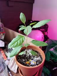 Just like with regular, routine pruning, be sure not to leave much of a stub behind when you remove watersprouts. I Ve Been Growing An Apple Tree From Seed For About 8 Months Now After I Found A Root Growing From A Seed In An Apple I Was Eating I Live In Canada