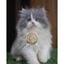 Nuansa Kucing Jual Kucing Persia from shopee.co.id
