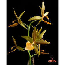 Image result for Polystachya vulcanica