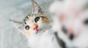 Bahkan dalam agama islam, menurut beberapa riwayat rosulullah nabi muhammad macam2 jenis kucing, kucing bulu tebal, jenis ras kucing anggora, gambar kucing, kucing mainecoon ekor pendek, kucing dengan. Disangka Melihat Hantu Ternyata Ini Alasan Kucing Menatap Dinding Yang Kosong Lifestyle Fimela Com