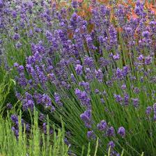 Munstead Violet English Lavender Lavandula Angustifolia High Country Gardens