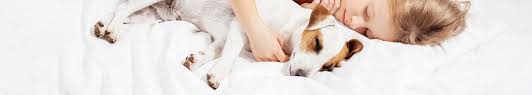 How does pet microchipping work? Microchip Your Pet Make Sure Your Pet Gets Back Home