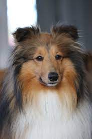 bryn raining cats and dogs sheltie dogs shetland sheepdog