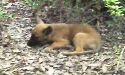 Paw print by kimberlin ferreira rochedo, belgian sheepdog, black and tan coonhound, affenpinscher and basenji by jenna foster, dog by juli. Belgian Malinois Puppies Price 500 For Sale In Mckenzie Alabama Best Pets Online