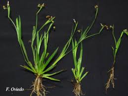 Image result for Sisyrinchium micranthum