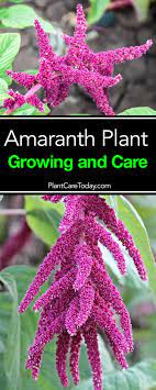 Amaranth Plant Care Tips On Growing The Amaranth Plant Amaranth Plant Plants Amaranth
