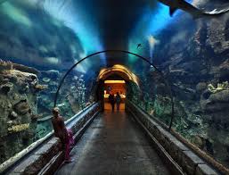 Maybe you would like to learn more about one of these? Sin City S Shark Reef Aquarium Retains Accreditation