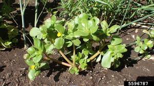 Purslane is another 'weed' we have around the yard. Common Purslane Portulaca Oleracea L