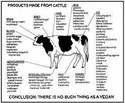 All Of The Products That We Use That Are From Cattle Some Are Very Surprising Cattle Animal Science Beef Cattle
