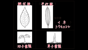 中1理科 網状脈と平行脈 映像授業のtry It トライイット