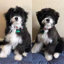 Apollo S First Haircut Aussiedoodle Aussiedoodle Poodle Mix Dogs First Haircut
