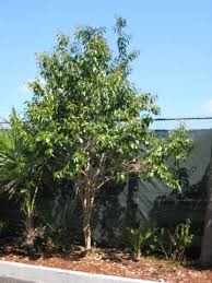 Image result for Citharexylum