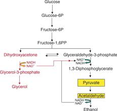 Alcoholic Fermentation An Overview Sciencedirect Topics