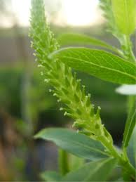 The royal horticultural society lists salix alba 'tristis' as being misapplied as well as ambiguous. Salix Triandra Wikipedia
